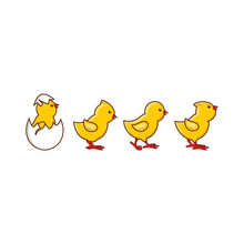 Vector Flat Cute Baby Chickens Walking In Line, Yellow Small Chick Hatching From Egg Set. Flat Bird Animal, Isolated Illustration On A White Background, Poultry, Farm Organic Food Products Design