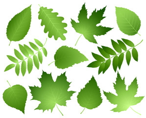 Wall Mural - green leaves and branches set