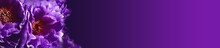 Dark Mystic Flower Background  --  Ultra Violet