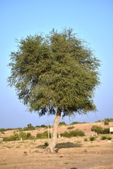 Wall Mural - tree in desert