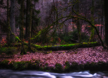 Winter Fairy Tale Fantasy Forest/river/moss Surrealistic Long Exposure Scene, A Creek/small Stream In Front Of A Fallen Tree On Dense Foliage In Color Painting Style