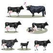 Cow Life with all stages including birth