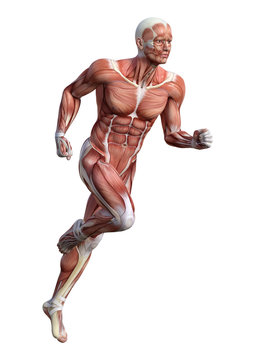 3D Rendering Male Anatomy Figure on White
