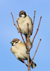 Wall Mural - fun pair of cute birds sitting on a branch in a garden in the sky the clear blue