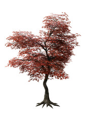 Wall Mural - 3d rendering japanese maple tree on white