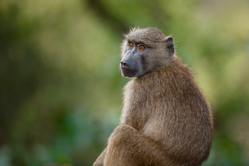 olive baboon