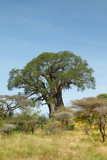 Fototapeta Sawanna - Baobab Tree