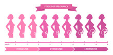 Pregnancy Stages Line