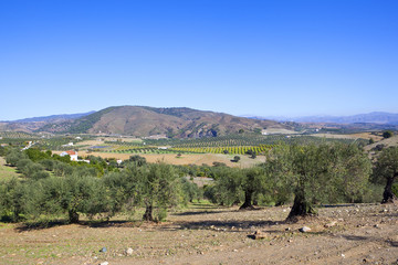 Sticker - arid olive groves