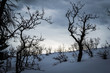 Creepy winter trees in the snow against a dark gray sky
