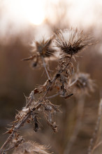 Dry Flower Thistle In Sunset Sun In Autumn On Field In Nature