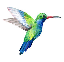 Humming Bird, Exotic Birds Isolated On White Background, Watercolor Illustration