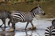 Wildes Zebra bei einer Flussquerung