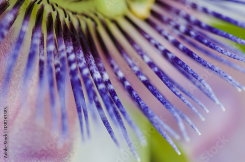 Fotografía Beautiful passiflora caerulea. Tropical passion flower