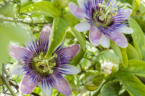 Fotomural Beautiful passiflora caerulea. Tropical passion flower