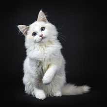 Blue Eyed Ragdoll Cat / Kitten Sitting Isolated On Black Background Looking At The Lens With Tilted Head And Lifted Paw