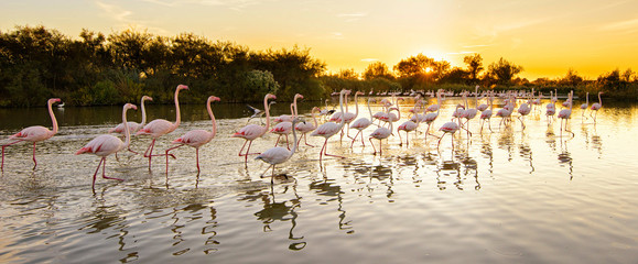 Naklejka morze śródziemne flamingo francja