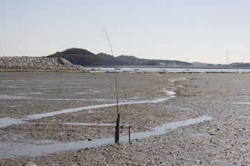 Mud flat in Korea west.