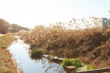 Fototapeta Pomosty - Reeds in the river, Korea winter.