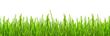 Fresh Spring Green Grass With Drops Of Dew, Isolated On White Background, Border Design Panoramic Banner