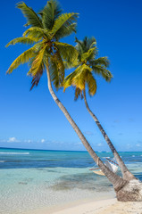 Perfect tropical white sand beach with two palm trees