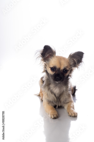 Cute Little Chihuahua Long Haired With Butterfly Ears Isolated In