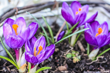 Poster - Beautiful violet cracuses in the garden