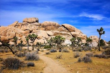 Wall Mural - Joshua Tree National Park, landscape with forest, rocks and hiking trail, California, USA