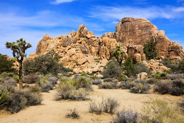 Wall Mural - Rocks and Joshua trees at Joshua Tree National Park, California, USA