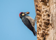 Acorn Woodpecker (Melanerpes Formicivorus) Holding An Acorn In Its Beak On A Pantry Oak Tree Against Blue Sky