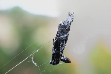 Butterfly on a spider web