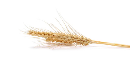 Ears of wheat isolated on white background