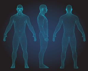 set of 3d wire frame human body vector illustration. front, back, side view