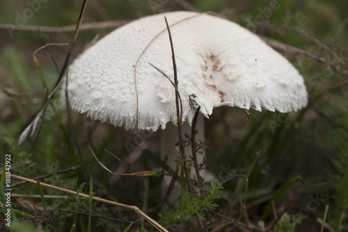 Fotografie, Obraz Mushroom in the grass. Field mushroom. A young Agaricus.