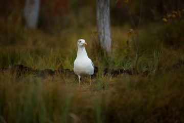 Wall Mural - Larus fuscus. Photographed in Finland. Wildlife of Finland. Free nature. Bird in the grass. Karelia. Beautiful image of nature. From bird life. Autumn Finland. Autumn in nature. European wildlife.