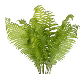 Wall Mural - real bush of a green forest fern plant