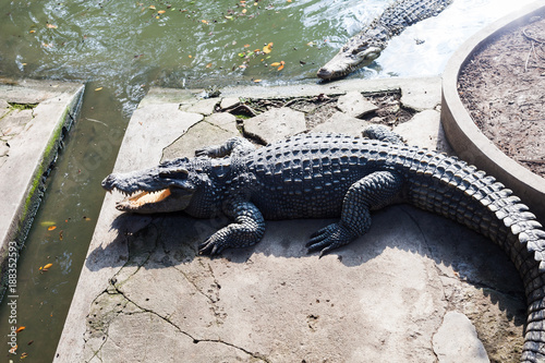 Fotografie, Obraz Crocodiles are larger crocodile animals living in connection with water
