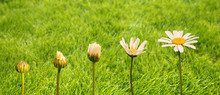 Stages Of Growth And Flowering Of A Daisy, Green Grass Background, Life And Transformation Concept