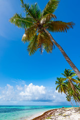  Palm Ocean Sky caribbean coast Dominican Republic