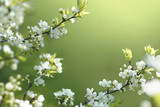 Beautiful floral spring abstract background of nature. Branches of blossoming cherries macro on a gentle light green background. For easter and spring greeting cards with copy space.