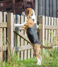 Young Beagle (17 Weeks) Stands On His Hind Legs And Waits At The Fence Gate To The Garden