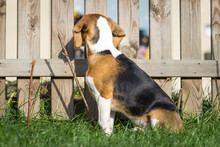 Dog (Beagle, 17 Weeks) Is Sitting In The Garden Looking Through The Fence