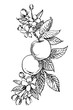 Hand drawn patterns with textured apple illustration. Vintage botanical hand drawn illustration. Spring flowers of apple tree.