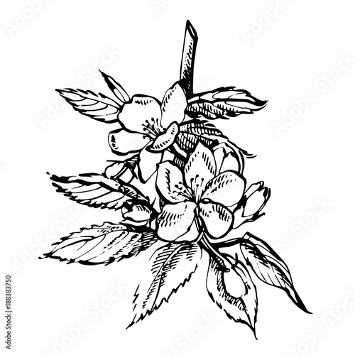 Apple Blossom Branch Isolated On White Vintage Botanical Hand Drawn Illustration Spring Flowers Of Apple Tree Stock Vector Adobe Stock
