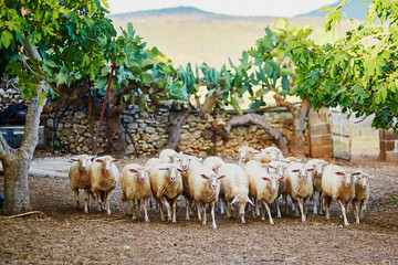 Sheep herd on pasture in Sardinia