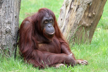 Orangutan Close-up Portrait