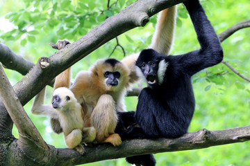 Canvas Print - Yellow cheeked gibbon