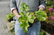 © Scandinav - Close up of woman holding seedling