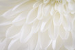 canvas print picture - Soft closeup of white Chrysant flower petals with warm tint