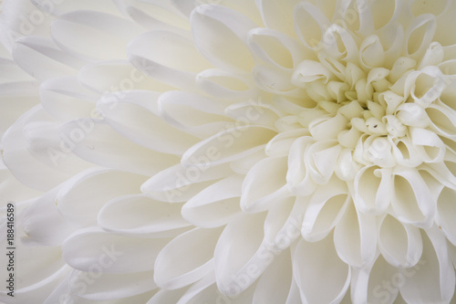 Dekoracja na wymiar  zblizenie-bialego-kwiatu-chrysant-z-prawym-gornym-srodkiem
